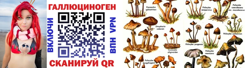 Купить где  Шелехов  Псилоцибиновые грибы MAGIC MUSHROOMS 